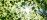 Abstract overhead view of leaves and light in a tree canopy