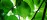 Abstract overhead view of leaves and light in a tree canopy
