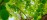 Abstract overhead view of leaves and light in a tree canopy