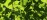Abstract overhead view of leaves and light in a tree canopy