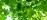 Abstract overhead view of leaves and light in a tree canopy