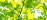 Abstract overhead view of leaves and light in a tree canopy