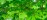 Abstract overhead view of leaves and light in a tree canopy