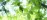 Abstract overhead view of leaves and light in a tree canopy