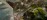 Abstract overhead view of leaves and light in a tree canopy