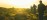 Practitioner Seated Woodland Sunrise Clearing Hero