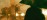 Practitioner Silhouette Exterior Forest Hero
