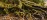 Surface roots in autumn leaf litter in warm forest light