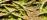 Roots Foundational Growth Detail Hero