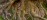 Fine delicate surface roots in soft woodland light