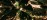 Roots Foundational Growth Gnarled Hero